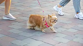 Где можно и где нельзя выгуливать собаку в Астане
