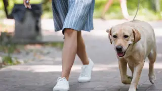 Что нужно знать владельцам собак в Алматы