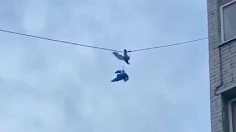 Кадр из видео МЧС РК