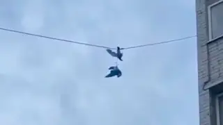 В Актобе сотрудники МЧС освободили двух птиц, запутавшихся в проводах