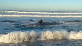 В Японии на берег выбросило китов после землетрясения на Камчатке