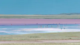 Люди массово вывозят соль со знаменитого розового озера Кобейтуз