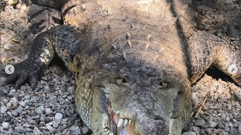 Фото: Instagram.com/almatyzoo