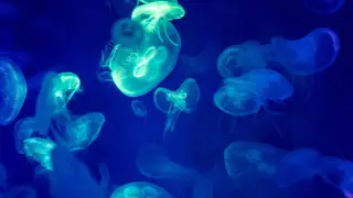 Крупнейшая АЭС Франции приостановила работу