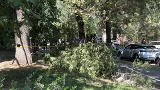 Трагедия из-за упавшей ветки произошла в Алматы