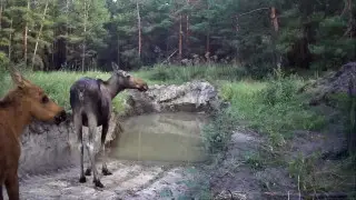 Лосиху с детёнышами сняли на видео в Павлодарской области