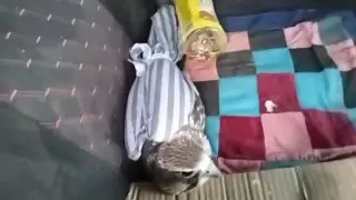 Жителя ВКО задержали с редкой птицей из Красной книги