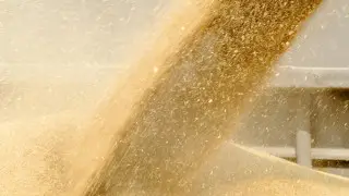 Экспорт казахстанского зерна существенно возрос - Минсельхоз