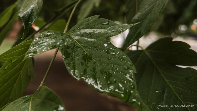 Фото ©️ Tengrinews.kz / Турар Казангапов