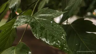 Ветер, дождь, гроза: какой будет погода в Казахстане 18 августа