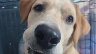 “В квартире стало пусто“: собака спасла девочку в Актау ценой жизни