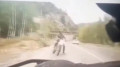 Полицейский сбил мотоциклиста в Риддере: видео