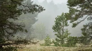 Туман, грозы, жара: какой будет погода в Казахстане 24 августа