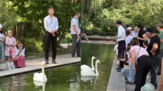 Появилось фото “личного охранника“ лебедей в Ботсаду Алматы