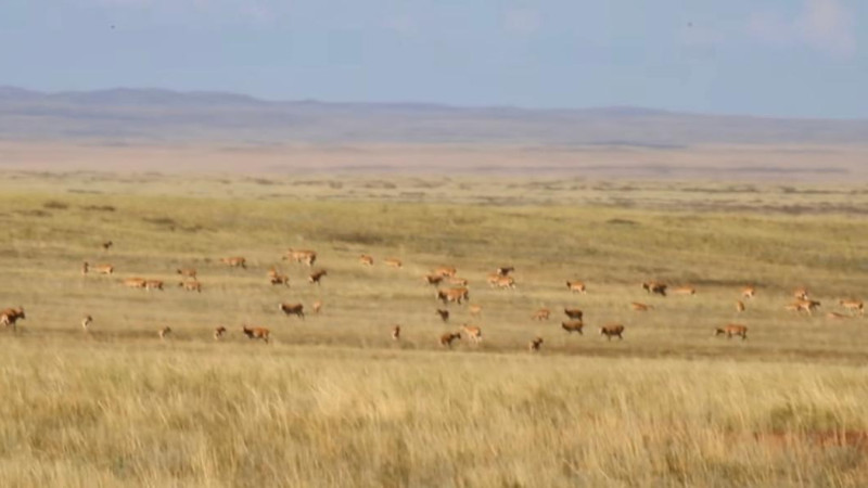 Кадры из видео Instagram/@korgalzhyn_qorygy