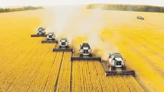 Уборка урожая в СКО: какие результаты ожидают специалисты региона