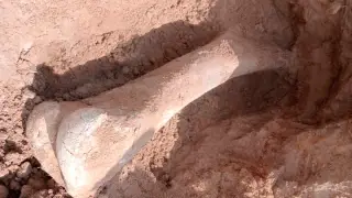 Гигантскую кость возрастом 15 тысяч лет нашли на севере Казахстана