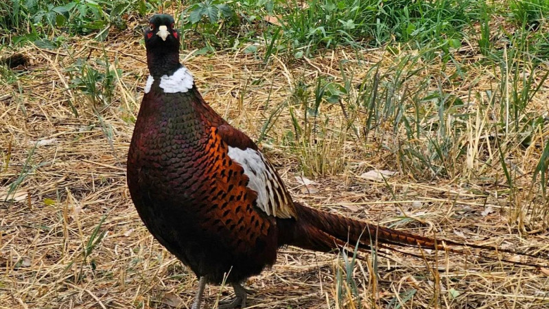 Фото: Threads/orlenika