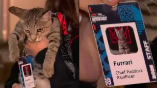 “Фуррари“: в Баку у Ferrari появился новый кот-талисман