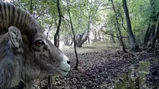 Архара засняли на видео в Казахстане