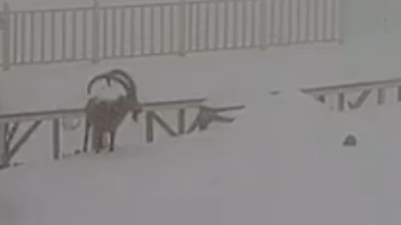 Кадр из видео