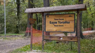 Бордюры и спиленные деревья: что происходит в роще Баума после начала благоустройства