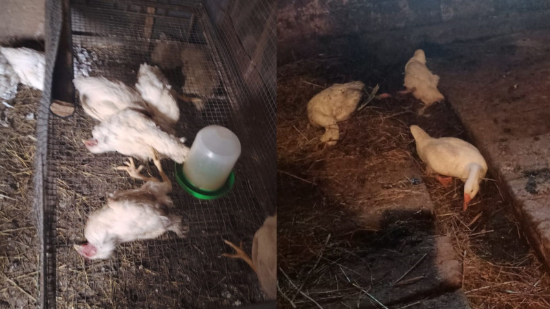 Фото предоставлено сельчанами