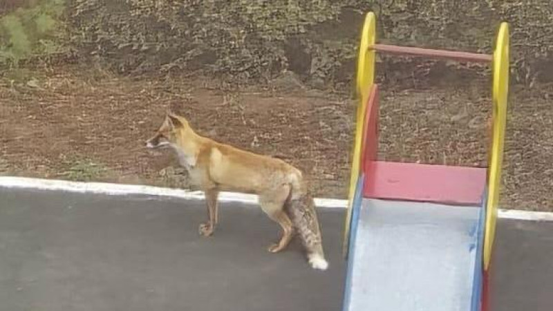 Автор: читатель Tengrinews