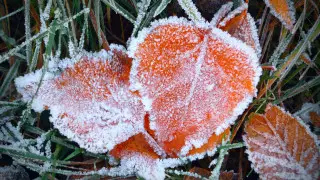 Снег, заморозки и ветер. Синоптики объявили штормовое предупреждение