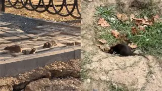 Казахстанцы пожаловались на “нашествие крыс“ в Алматы