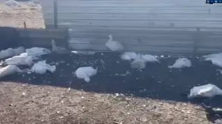 Ни лечения, ни компенсации: стала известна причина падежа птицы в СКО