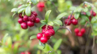 Врач назвала ягоду, которая помогает при простатите