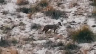 “Важная роль“: шакала сняли на видео в Казахстане
