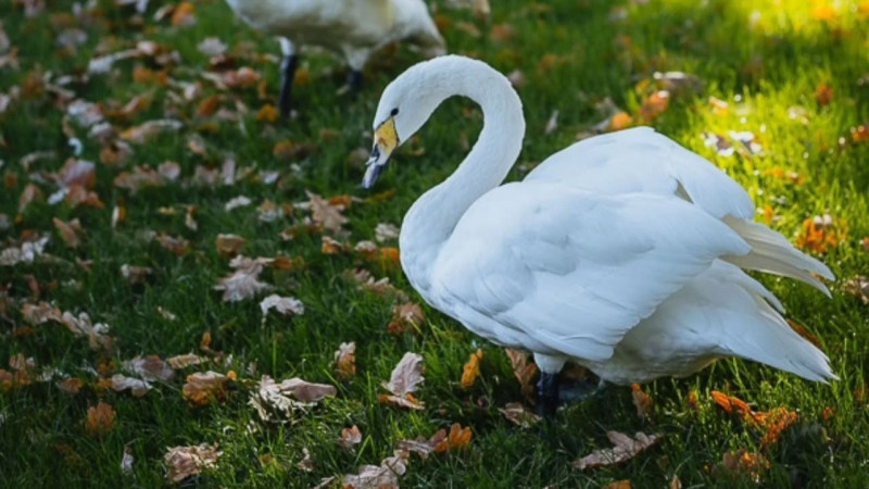 Фото: instagram.com/botsadkz