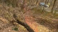 В роще Баума выявили незаконную порубку деревьев
