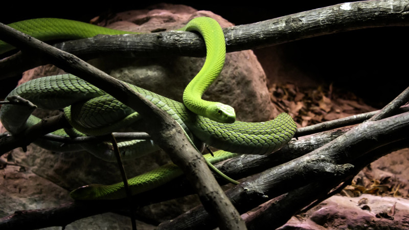 Иллюстративное фото depositphotos.com/celiafoto