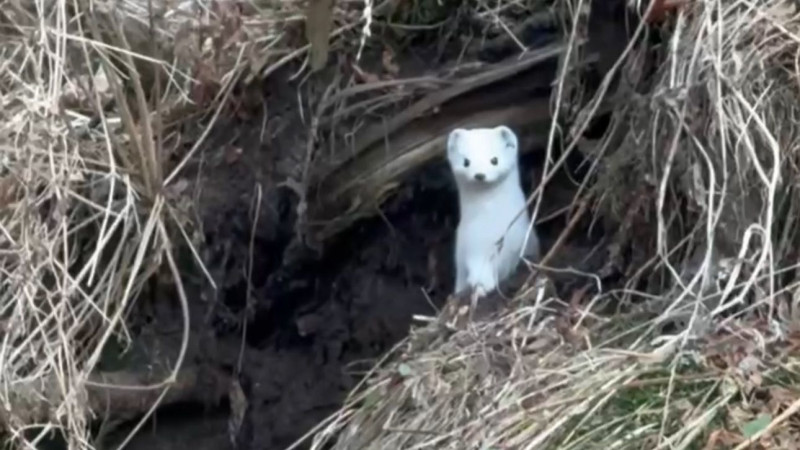 Кадры из видео