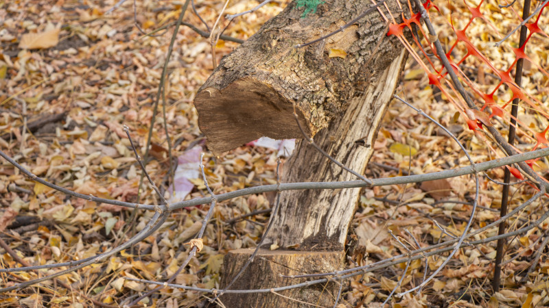 Фото: ©️ Tengrinews.kz / Никита Данилин
