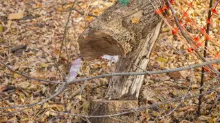 Благоустройство обернулось скандалом: что происходит в алматинской роще Баума сейчас
