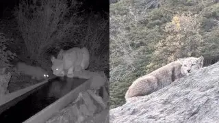 Редкого хищника с детёнышем заметили в Казахстане