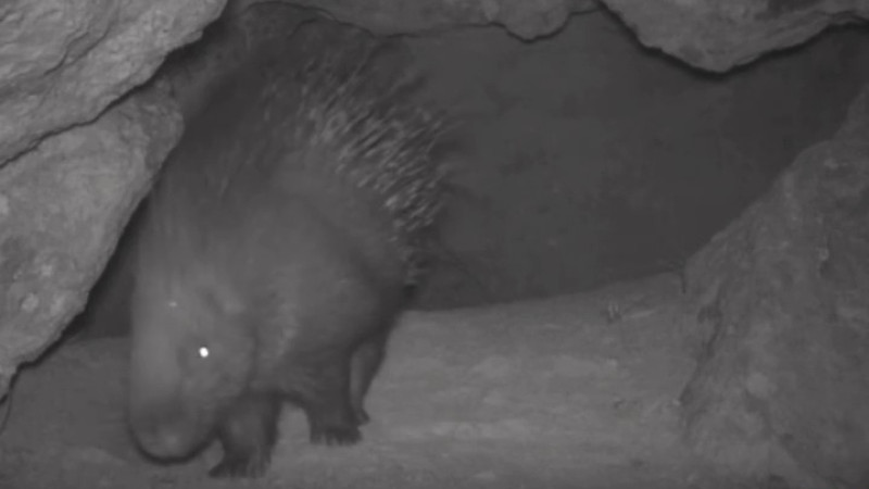 Кадр из видео