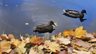 Неизвестный потрошил уток на глазах у ребенка в парке Астаны