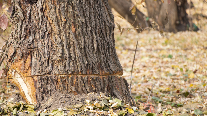 Фото: ©️ Tengrinews.kz / Никита Данилин