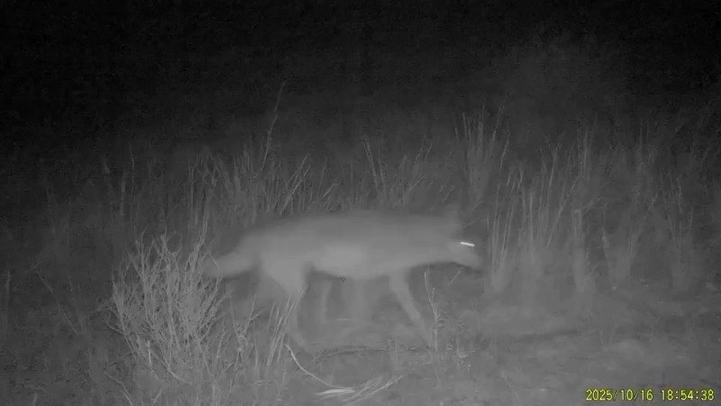 Кадр из видео