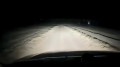Дикого степного кота заметили на дороге близ Актау