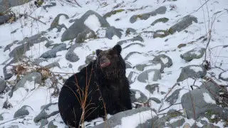 “Живут в постоянном страхе“: небывалое число нападений медведей зафиксировали в Японии