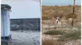Стая волков попала на видео на острове в Мангистауской области