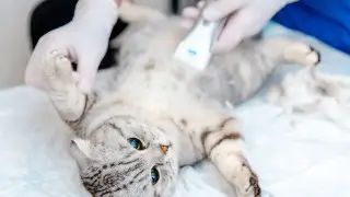 Казахстанцев хотят обязать стерилизовать домашних животных