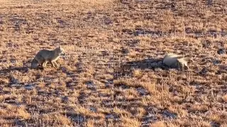 Странное поведение лисы в Карагандинской области привлекло внимание казахстанцев