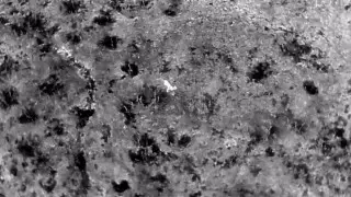 Один из самых скрытных хищников Казахстана попал на камеры наблюдения